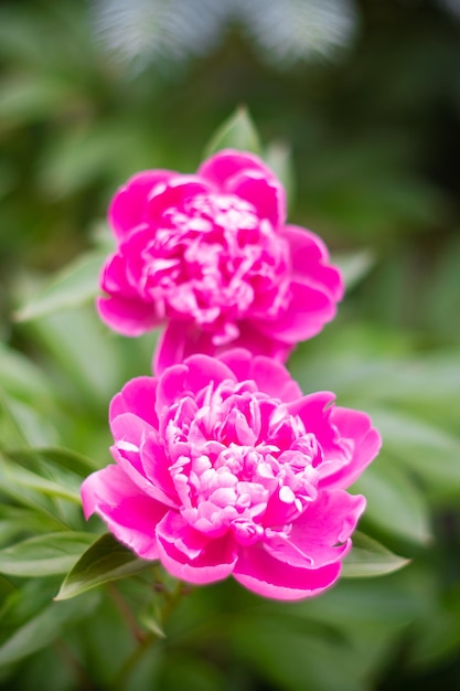 Belo fundo botânico floral com flores de peônia rosa no jardim de verão