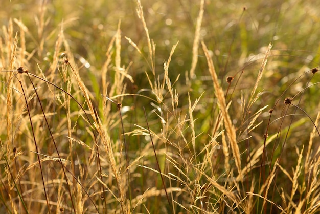 Belo fundo de campo