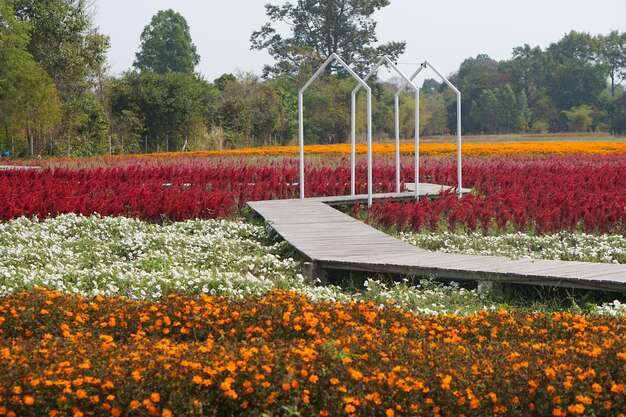 Belo fundo de flor de jardim florescendo