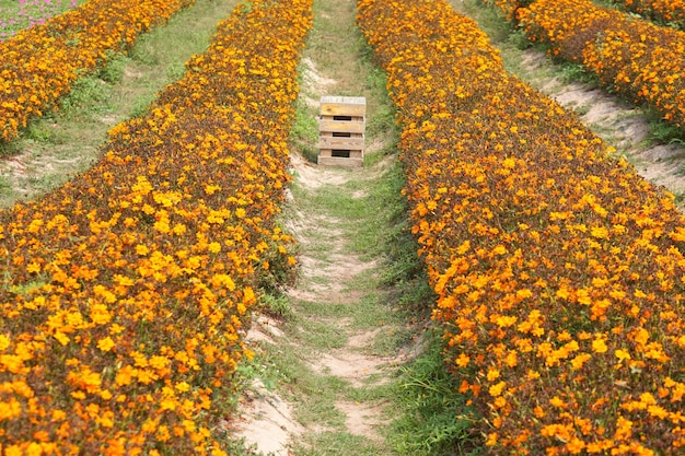 Belo fundo de flor de jardim florescendo