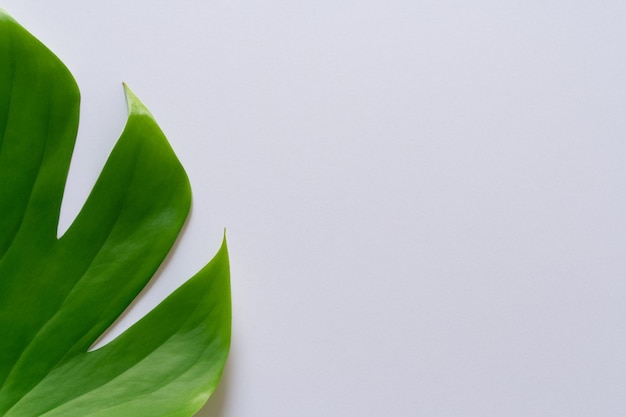 Belo fundo de folhas com papel branco Uma combinação refrescante e serena