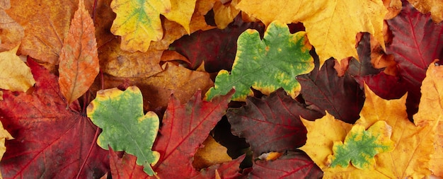 Belo fundo de folhas de outono caídas multicoloridas