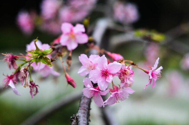 Belo fundo de papel de parede de flores de cerejeira rosa e brancoxA