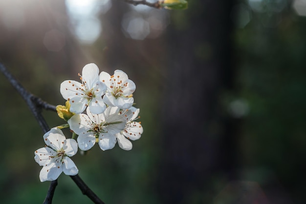 Belo fundo de primavera com flores brancas de cerejeira no início da primavera