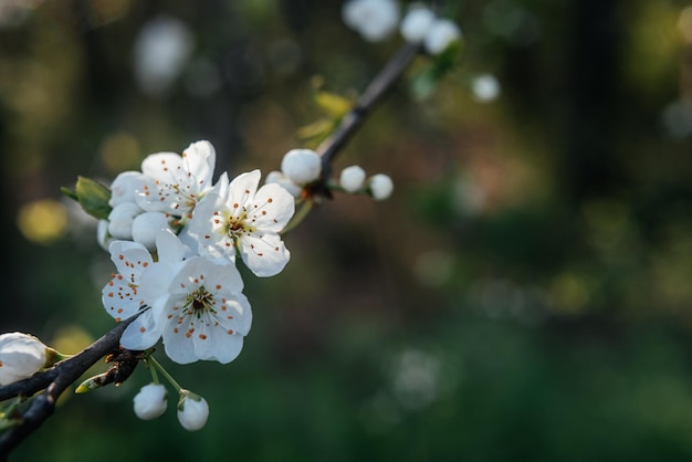 Belo fundo de primavera com flores brancas de cerejeira no início da primavera