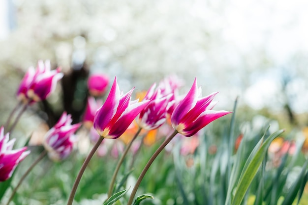 Belo fundo de primavera com tulipas amarelas e vermelhas contra cerejeiras brancas e floridas