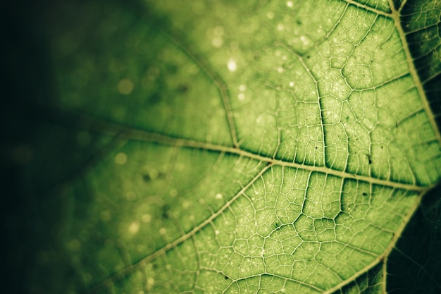 Belo fundo de textura verde Tiro recortado de folha verde texturizada Padrão de natureza abstrata para