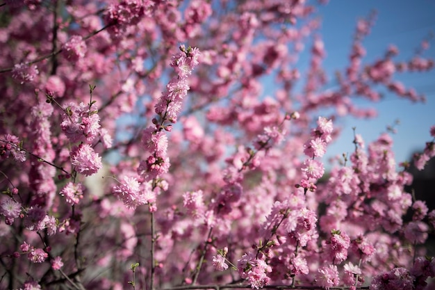 Belo fundo floral com flores de sakura contra o céu azul