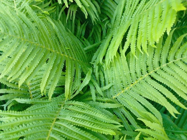 Foto belo fundo floral de folhas verdes de samambaia