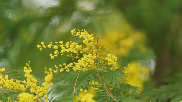 Belo fundo floral de mimosa ou acácia dealbata com flores douradas planta sensível seletiva