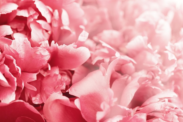 Belo fundo floral de peônias cor-de-rosa Pétalas de flores tenras fechadas Flor natural