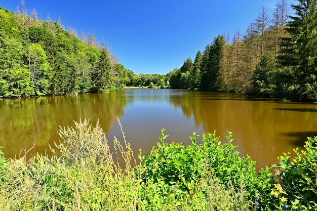 Belo fundo natural com paisagem Lagoa perto da floresta em um dia ensolarado na temporada de verão