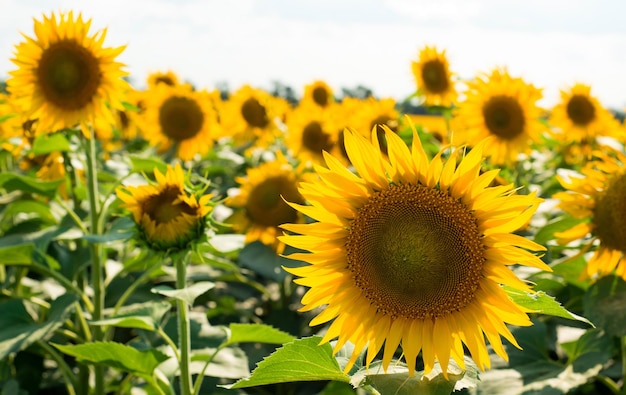 Belo fundo natural com um campo de girassóis florescendo em um dia ensolarado