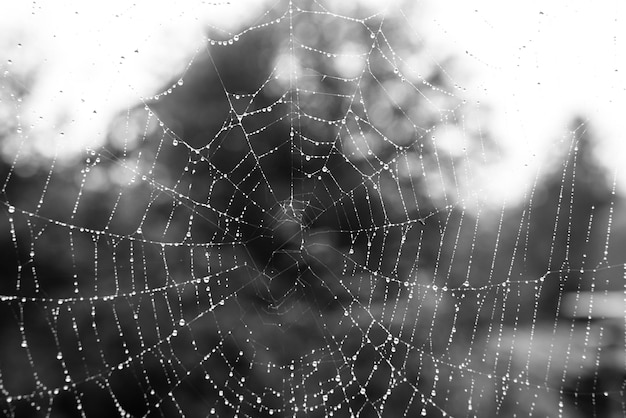 Belo fundo natural com um colar de água cai em uma teia de aranha na grama na primavera verão A textura do orvalho cai na web em macro macro de natureza com foco suave