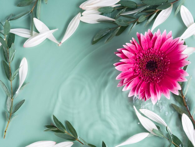 Belo fundo verde de beleza de verão com vibrantes margaridas rosa gerbera em água com ondulações