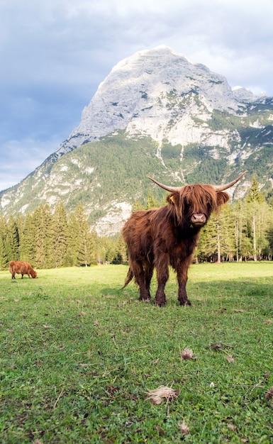 Belo gado chifre das terras altas, apreciando o pôr do sol em um prado nas dolomitas italianas