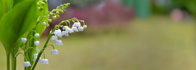 belo galho de lírio de vale fresco florescendo em um jardim x9 símbolo francês de amuleto da sorte