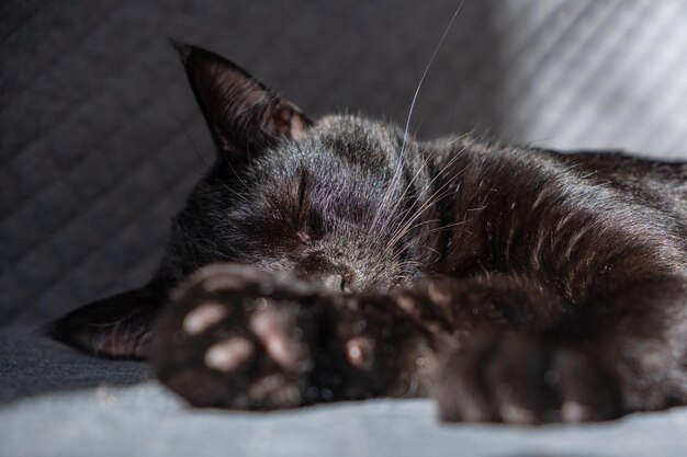 Foto belo gatinho preto doméstico dorme doce em um fundo a quadros cinzentos