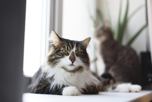 Belo gato deitado no parapeito da janela