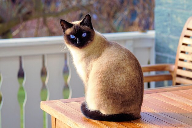 belo gato despojado deitado em um chão de mármore contato visual Loop Animação gato vermelho slee