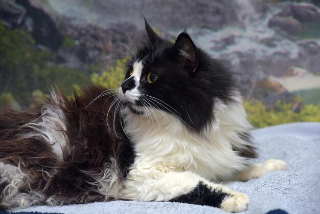 Foto belo gato preto e branco de cabelos longos na cama