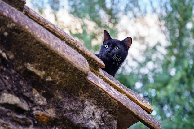 Belo gato preto espreitando sobre um telhado velho em atitude de curiosidade