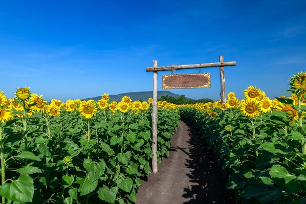 Belo girassol florescendo em campo de girassol com sinal de madeira na entrada e fundo de céu azul Lop bur Thailanf