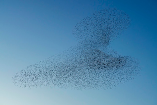 Belo grande bando de pássaros estorninhos voa na Holanda. Murmurações de Starling.