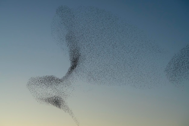 Belo grande bando de pássaros estorninhos voa na Holanda. Murmurações de Starling.