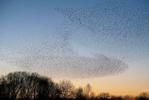 Belo grande bando de pássaros estorninhos voa na Holanda. Murmurações de Starling.