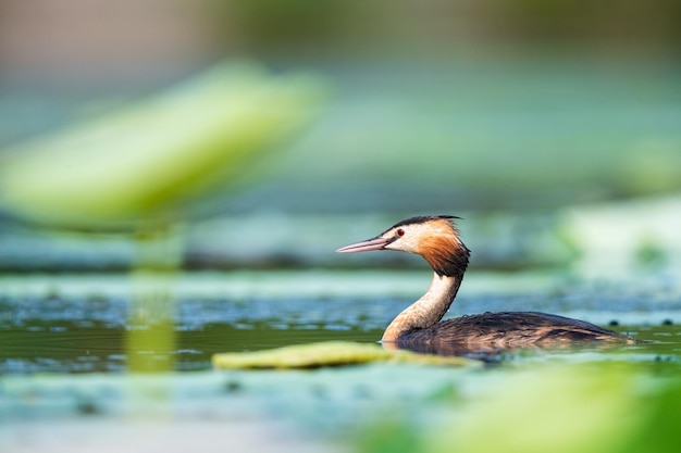 Belo grebe com crista no lago podiceps cristatus