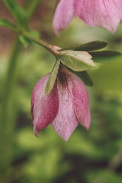 Foto belo hellebore flor no jardim foco seletivo