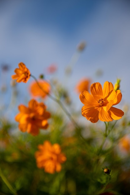 belo jardim com flores de laranja campo flor textura natural céu azul ao fundo