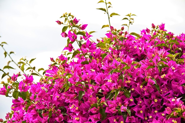 Belo jardim com flores e gramado verde