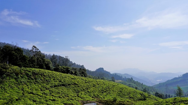 Belo jardim de chá ou propriedades de chá da vegetação exuberante de Ooty Fotografia de paisagem de Nilgiri