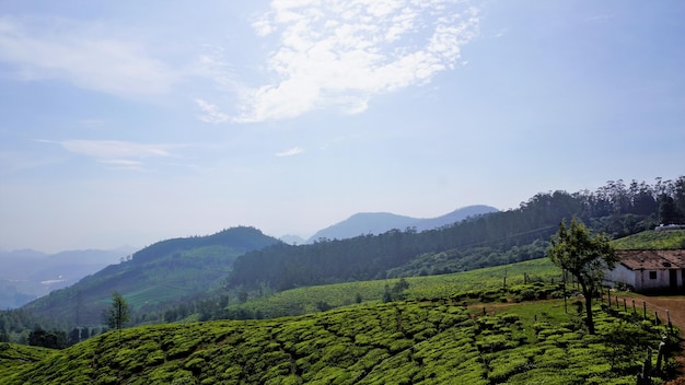 Belo jardim de chá ou propriedades de chá da vegetação exuberante de Ooty Fotografia de paisagem de Nilgiri