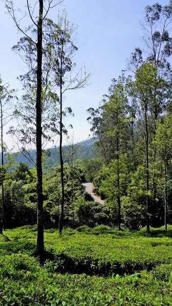 Belo jardim de chá ou propriedades de chá da vegetação exuberante de Ooty Fotografia de paisagem de Nilgiri