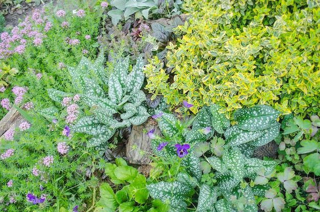 Belo jardim de flores com várias flores Idéias para paisagismo de jardim