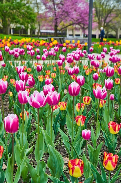 Belo jardim de tulipas cor de rosa e vermelhas durante o pico da primavera no parque da cidade