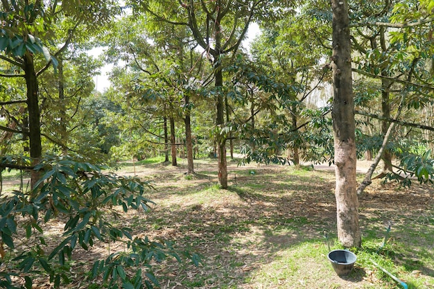 Belo jardim Durian no sul da Tailândia