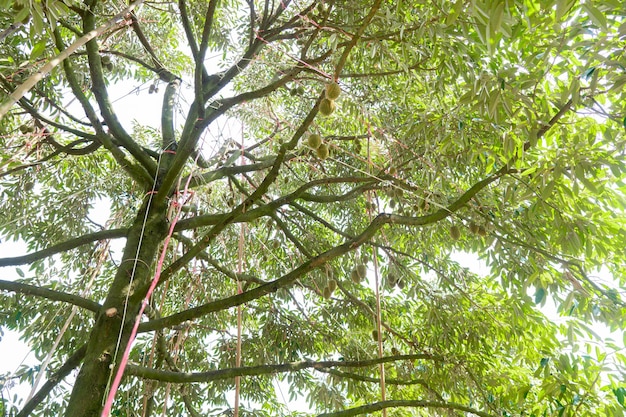 Belo jardim Durian no sul da Tailândia