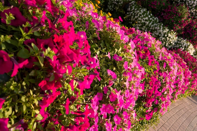 Belo jardim ou parque com muitas petúnias e outras flores