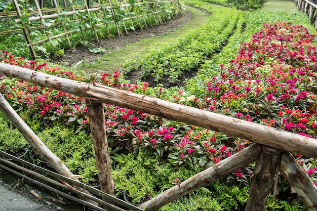 Belo jardim. parque na primavera. paisagem primavera