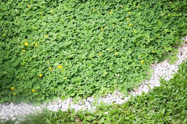 Belo jardim verde em casa