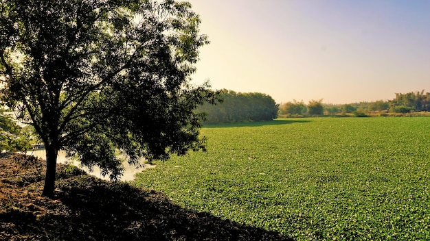 Belo lago BTM ou Madiwala de Bangalore pela manhã com céu claro Melhor lugar para relaxar para os bengalis