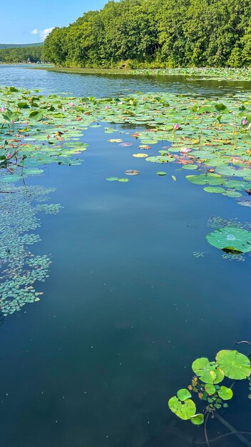 belo lago com lótus florescendo