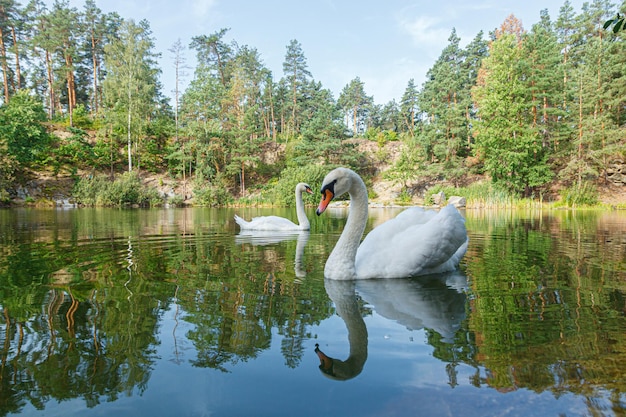 Foto belo lago com um desfiladeiro em que os cisnes nadam com um céu azul perto