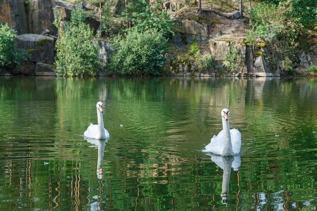 belo lago com um desfiladeiro no qual nadam cisnes com um céu azul fechado