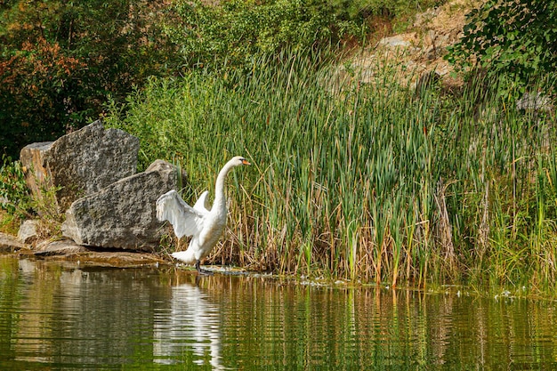 Belo lago com um desfiladeiro no qual nadam cisnes com um céu azul