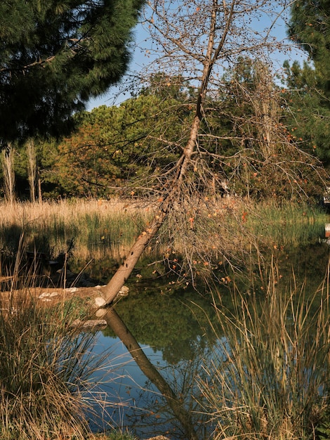 Belo lago e árvores na natureza